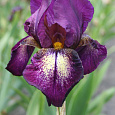 Ирис бородатый Эттеншн Плиз Ирис бородатый Эттеншн Плиз