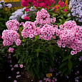 Флокс метельчатый Милый друг