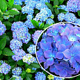 Гортензия крупнолистовая Блау Цверг