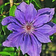 Клематис (Ломонос) гибридный Gabriel narutowicz