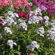 Флокс Метельчатый Чайка Флокс Метельчатый Чайка