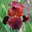 Ирис германский Ruby  Mine Ирис германский Ruby  Mine