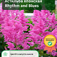 Астильба японская Rhythm and Blues Астильба японская Rhythm and Blues