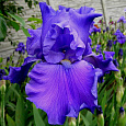 Ирис германский Breakers Ирис германский Breakers