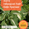 Хоста гибридная Найт Бифо Крисмас