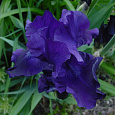 Ирис германский Night Owl