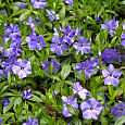 Барвинок (Фиалка ведьм) малый