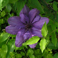 Клематис (Ломонос) гибридный Gabriel narutowicz