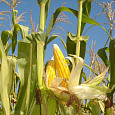 Кукуруза