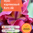 Ирис карликовый Кэтс Ай Ирис карликовый Кэтс Ай