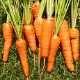 Морковь Шантенэ Королевская