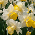 Нарцисс трубчатый Гоблет