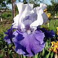 Ирис германский Royal  Crusader Ирис германский Royal  Crusader