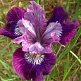 Ирис сибирский Lady Vanessa Ирис сибирский Lady Vanessa