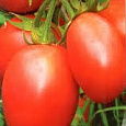Томат Победитель