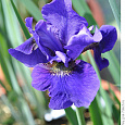Ирис сибирский Regency Buck Ирис сибирский Regency Buck