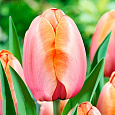Тюльпан Дарвинов гибрид Эприкот Импрешн