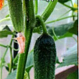 Огурец  Клавдий F1