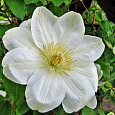 Клематис крупноцветковый Дженси Крим