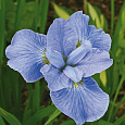 Ирис сибирский Диэ Дилайт Ирис сибирский Диэ Дилайт