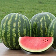 Арбуз Американец F1