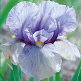 Ирис бородатый Джуниор Пром