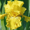 Ирис карликовый Эксельза Ирис карликовый Эксельза