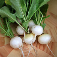 Редис Белый жемчуг