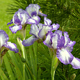 Ирис карликовый Petite Polka Ирис карликовый Petite Polka