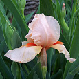 Ирис бородатый Пати Дресс