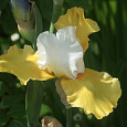Ирис германский Yes Ирис германский Yes