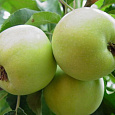 Яблоня карликовая Юнга