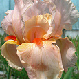Ирис бородатый Пати Дресс