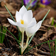 Крокус Ботанический Miss Vain