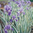 Ирис бледный Albo variegata